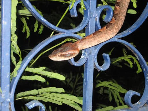 Malayan Pit Viper in Thailand Malayan Pit Viper in Thailand climbing blue fence.