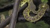 Mangrove pit viper in mangrove trees in Krabi province, Thailand.
