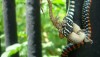 Singapore Paradise Tree Snake eating Gecko