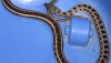 Striped Keelback Snake from Northern Thailand - Amphiesma stolatum.