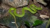 White Lipped Green Pit Viper in Thailand