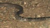 Malayan Racer - Coloegnathus flavolineata, in southern Thailand