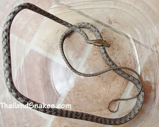 Brown Whip Snake - Keel-bellied Whip Snake - Dryophiops rubescens Brown Whip Snake - Keel-bellied Whip Snake - Dryophiops rubescens caught in Thailand