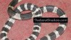 The Malayan Krait, also called Blue Krait, is a deadly Thailand snake with highly toxic venom.