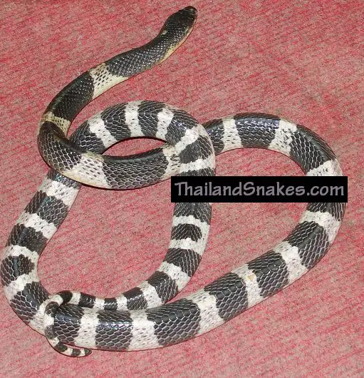 Malayan Krait - or, Blue Krait - Venomous - Deadly The Malayan Krait, also called Blue Krait, is a deadly Thailand snake with highly toxic venom.