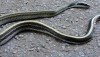 Othriophis taeniurus helfenberger Helfenbergs Racer, found in Krabi, Thailand at the base of a mountain.