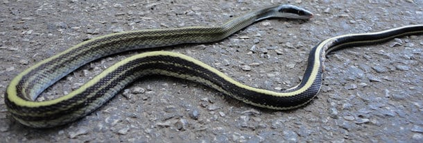 Othriophis taeniurus helfenberger Helfenbergs Racer, found in Krabi, Thailand Othriophis taeniurus helfenberger Helfenbergs Racer, found in Krabi, Thailand at the base of a mountain.