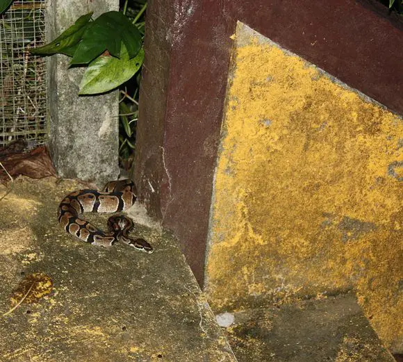 Burmese Python seen in Phuket, Thailand