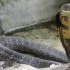 Fastest King Cobra on the Planet? (Video)