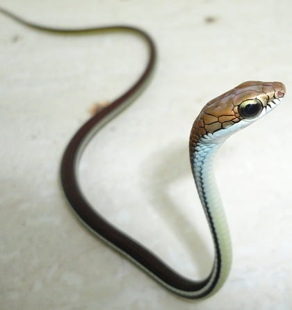 Striped bronzeback snake from southern Thailand. Striped bronzeback snake from Southern Thailand - Dendrelaphis caudolineatus