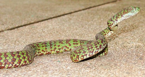 Beautiful Pit Viper