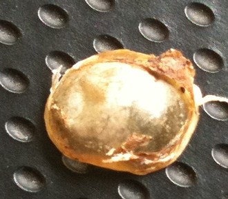 Ptyas carinata snake eye cap exterior