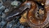 Blood Python - Thailand - Python brongersmai non-venomous snakes that are not very common in Thailand
