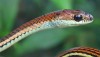 Striped bronzeback snake from southern Thailand