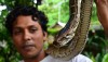 Burmese Python - Southern Thailand (Python molurus bivittatus)