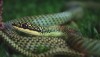 Golden Tree Snake - Thailand - Chrysopelea ornata ornatissima mildly venomous, no danger to humans.
