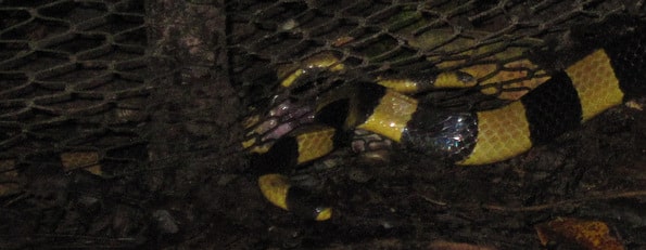 Close up of Banded Kraits - Bungarus fasciatus - Mating in Udonthani, Thailand