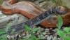 Ptyas carinatus - Keeled Rat Snake, a non-venomous snake in Thailand.