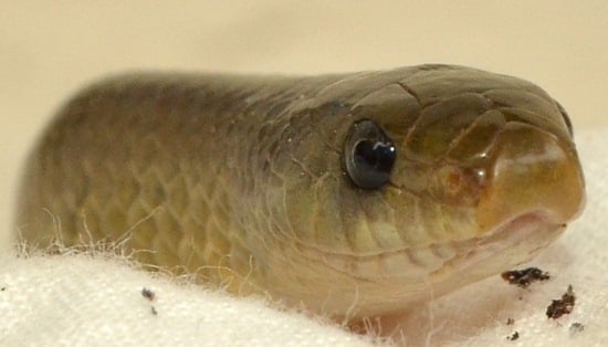 Snake head front.