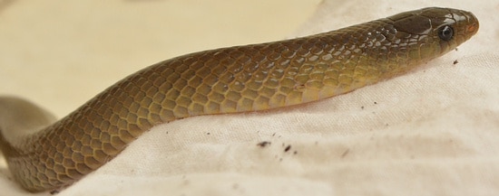 Oligodon snake from Thailand - olive color.