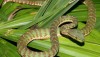 New Thailand snake species - Trimeresurus Popeia phuketensis