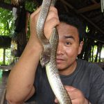 Indo-Chinese Rat Snake