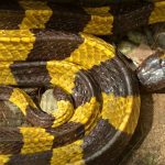 Banded Krait - Bungarus fasciatus - Deadly