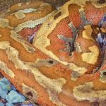 blood-python-photo