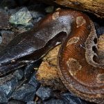 Blood python - very, very strong.