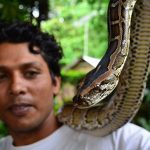 burmese-python