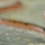 calliophis-maculiceps-tail