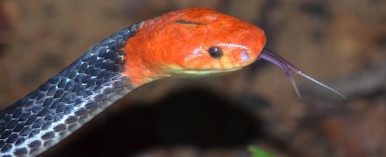 Deadly and Beautiful, the red-headed krait is one of the rare and very venomous elapids living in Thailand's rainforests. This is a closeup photo at 3 a.m. as we found one in Trang, Thailand.