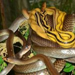 Copperheaded Racers and Indo-Chinese Rat Snakes - harmless.