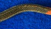 Deadly snake, the red headed krait from southern Thailand (Bungarus flaviceps)