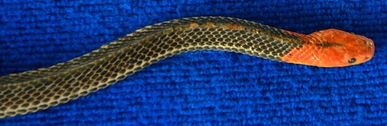 Red Headed Krait - Bungarus flaviceps - Southern Thailand Deadly snake, the red headed krait from southern Thailand (Bungarus flaviceps)