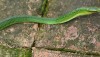 Thailand Snake - Red Tailed Racer, Gonyosoma oxycephalum