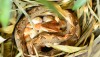 Malayan pit viper with eggs