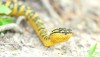 Wagler's pit viper in Thailand