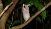 Thailand Bay Owl perched in a tree at night in a tree in Krabi Province, Thailand.