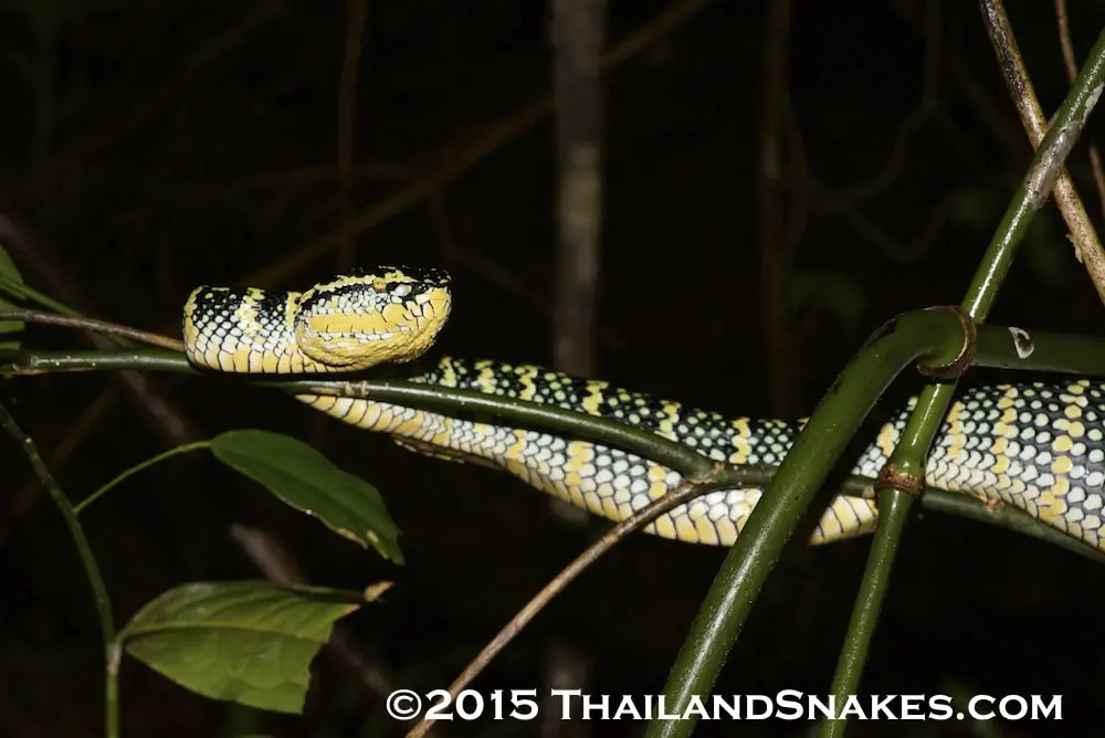 This is a brightly colored Tropidolaemus wagerli (Wagler's pit viper) which is gravid and ready to have young. It is located in a tropical rainforest in Southern Thailand.