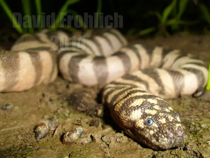 Achrochordus granulatus - Marine File Snake Close-up Achrochordus granulatus - Marine File Snake Close up photo