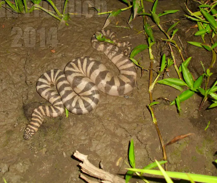 Achrochordus granulatus - Marine File Snake Full Body Achrochordus granulatus - Marine File Snake Full Body Photo
