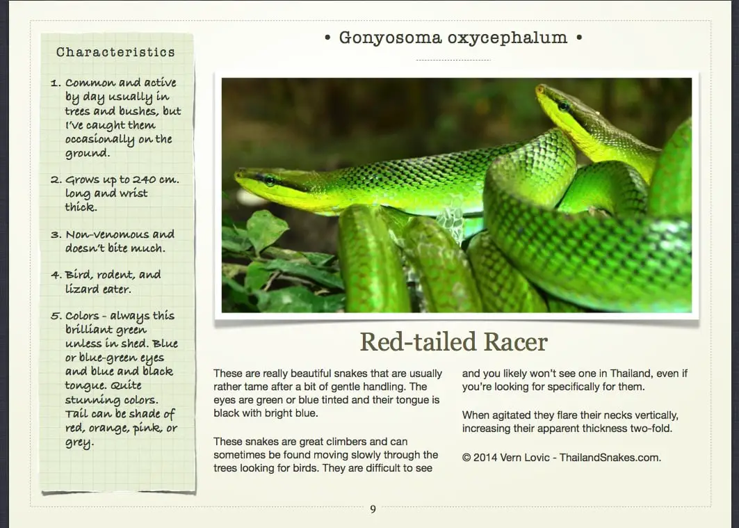Red-tailed Racer Snake Page in Book