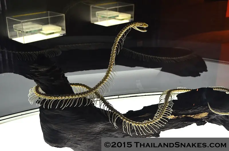 King cobra full skeleton from Thailand. Ophiophagus hannah.