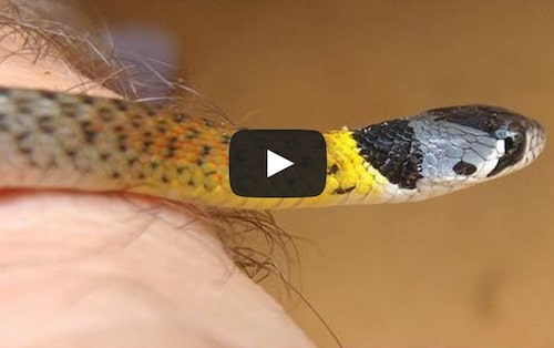 Rhabdophis subminiatus Juvenile