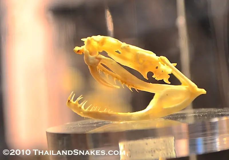 Skull of white-lipped pit viper snake from Thailand. Trimeresurus albolabris.