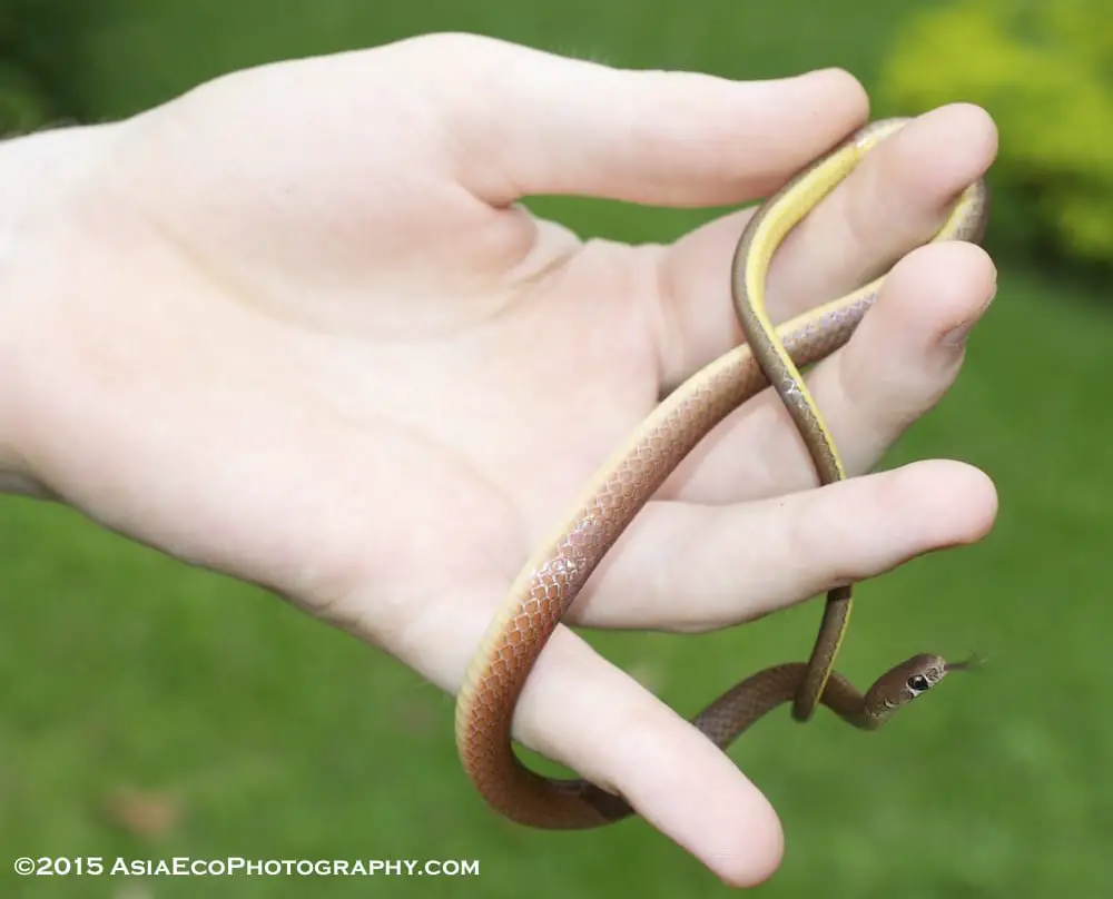Gongylosoma baliodeirus is the orange-bellied snake from Southern Thailand. It is harmless.