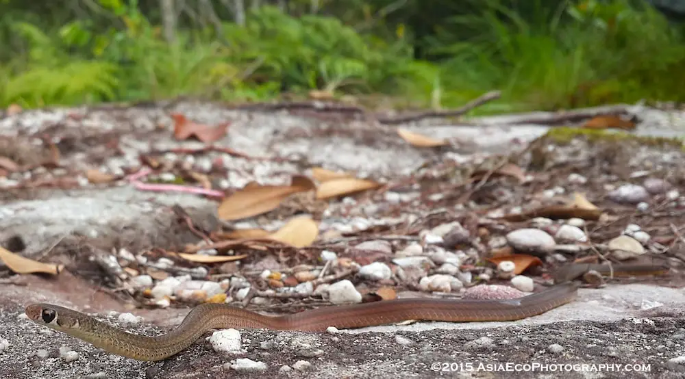 Orange-bellied snake, Gongylosoma balliodeirus found at 470 meters above sea level at lunchtime.