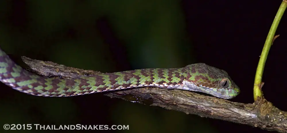 Trimeresurus venustus, called the beautiful pit viper, or the brown-spotted pit viper from Southern Thailand, Krabi province.