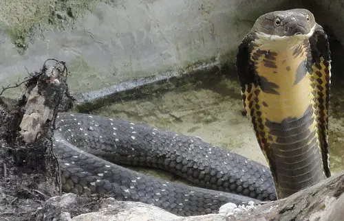 king cobra strike archives thailandsnakes